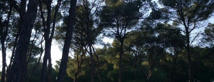 Bosc de la Ribera is one of Sitios Like.