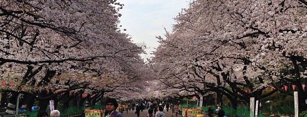 Ueno Park is one of Japan 2018.