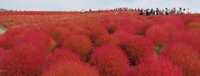 Hitachi Seaside Park is one of Asia.