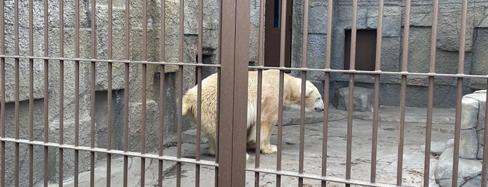 Polar Bear is one of 観光6.