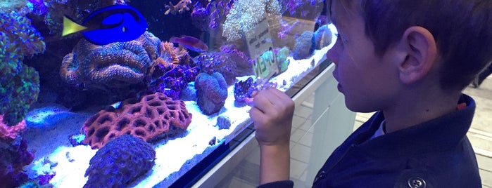 Cuttlefish And Corals is one of Bunny'un Beğendiği Mekanlar.