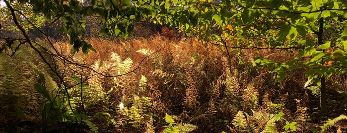 Dry Brook Ridge Trail is one of BEST OF: Roxbury, NY.