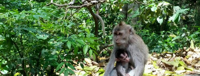 Sacred Monkey Forest Sanctuary is one of bali.