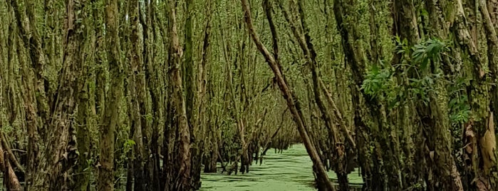 Rừng Tràm Trà Sư (Tra Su Cajuput Forest) is one of Lieux qui ont plu à S.