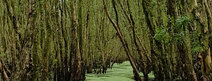 Rừng Tràm Trà Sư (Tra Su Cajuput Forest) is one of Tempat yang Disukai S.