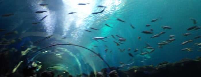 Georgia Aquarium is one of Orte, die Luis gefallen.