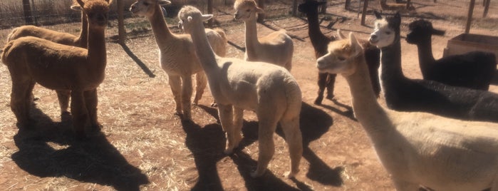 Hollywick Farms Alpaca is one of S’s Liked Places.