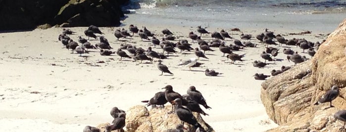 17 Mile Drive is one of Maja'nın Beğendiği Mekanlar.