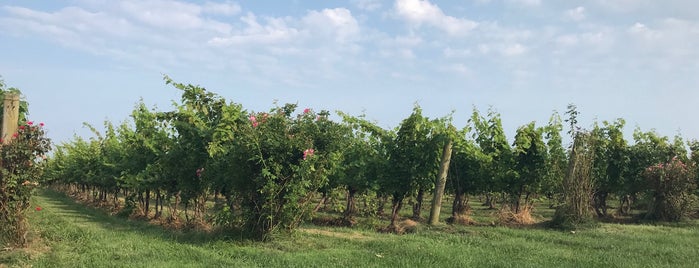 Saltwater Farm Vineyard is one of CT Wine Trail.
