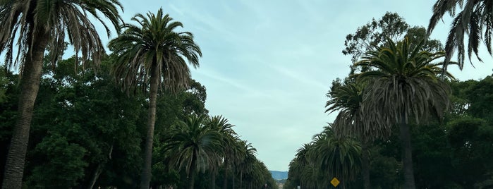 Palm Drive is one of Palo Alto Gems.