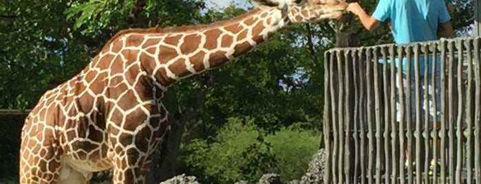 Samburu Giraffe Feeding Station is one of Tempat yang Disukai Gonza.