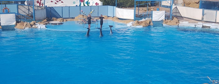 Dolphins World is one of Tempat yang Disukai Nikos.