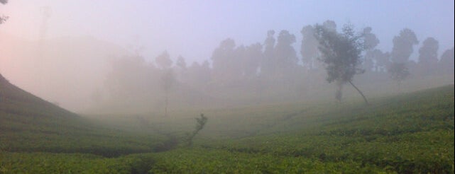 Perkebunan Teh Walini is one of Tempat yang Disukai RizaL.