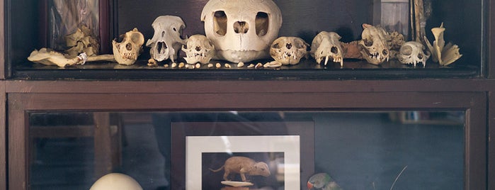 Morbid Anatomy Museum is one of Let's Celebrate!.