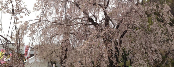 Togokusan Fruits Park is one of 愛知県の桜スポット.