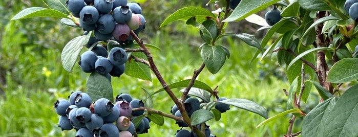 Wilson's Blueberry Farm is one of Special.
