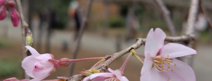 Weeping Cherry Tree is one of 行った所＆行きたい所＆行く所.