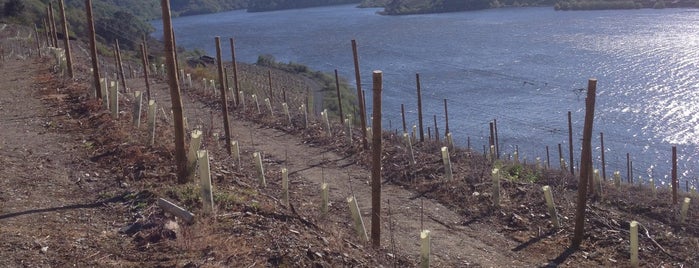 Finca San Victorio is one of Bodegas de España.