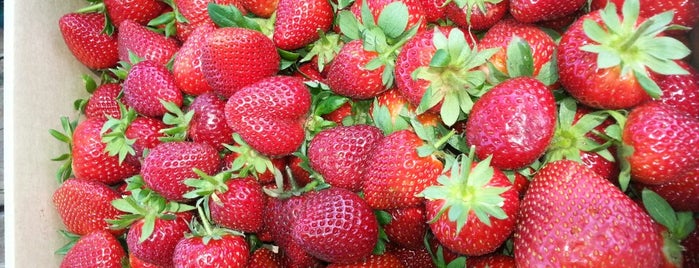 Polkadraai Strawberry Farm is one of Cape Town.