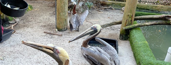 Pelican Harbor Seabird Station is one of Miami.
