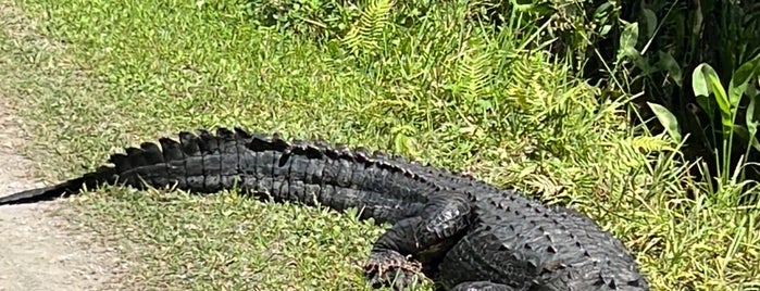 Big Cypress National Preserve is one of National Recreation Areas.