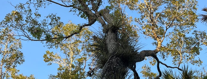 Mahogony Hammock is one of fl.