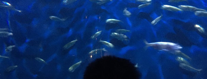 Adventure Aquarium is one of Locais curtidos por Dale.