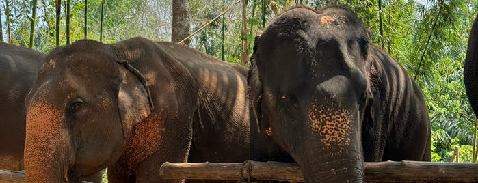 Krabi Elephant House Sanctuary is one of Thailand 🇹🇭.