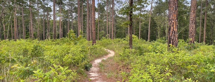 Wild Azalea Trail is one of The Adventure List.