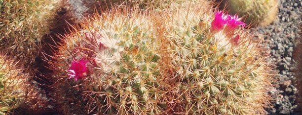 Jardin de Cactus is one of Lanzarote.