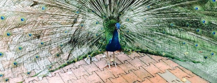 Kuala Lumpur Bird Park is one of Elenaさんのお気に入りスポット.