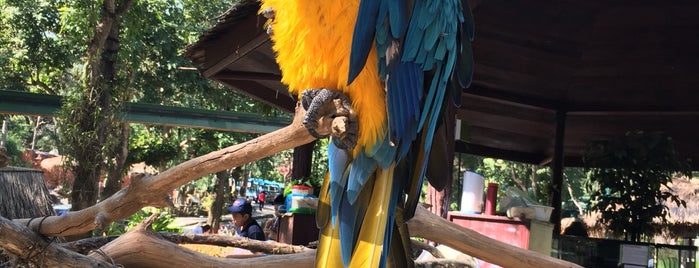 Chiang Mai Zoo is one of Elena'nın Beğendiği Mekanlar.