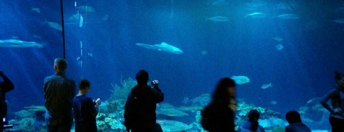 Shedd Aquarium is one of Chicago.