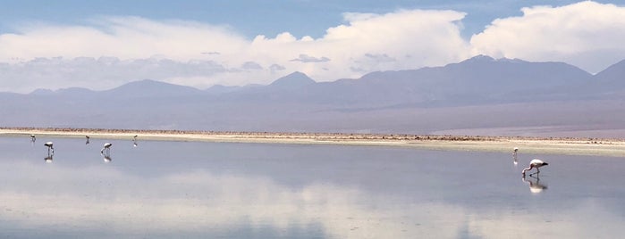 Reserva Nacional Los FLAMENCOS is one of Lugares favoritos de Damon.