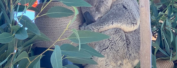 Koala Exhibit is one of Danielさんのお気に入りスポット.