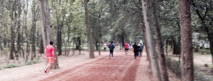 Pista Para Correr Viveros De Coyoacán is one of Danielさんのお気に入りスポット.