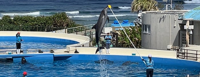 Dolphin Lagoon is one of Okinawa Trip.