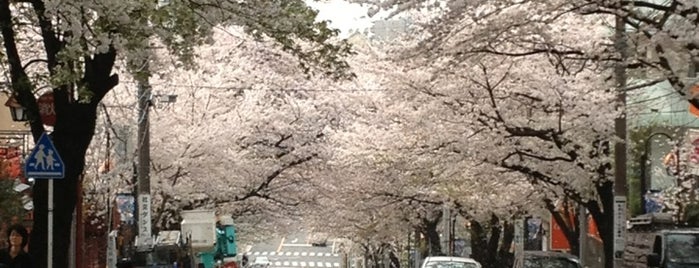 🌸桜が綺麗な坂