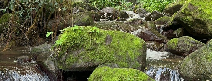 Hollywell National Park is one of Jamaica.