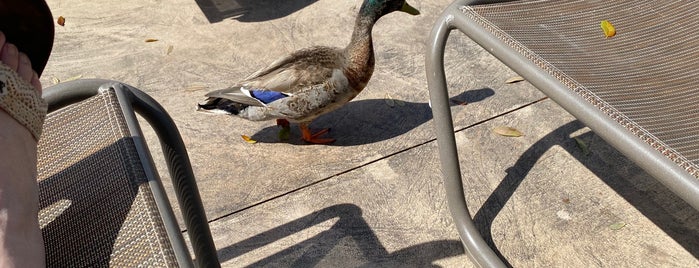 Animal Kingdom Resort Area