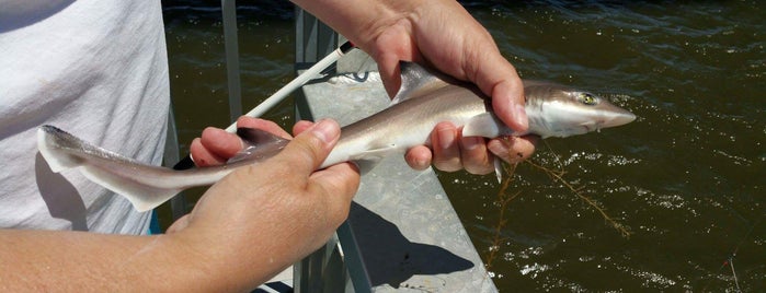 Chihuahua Shark Charters is one of OBX.