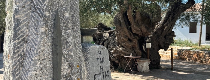 Old Olive Tree is one of Zakinthos.