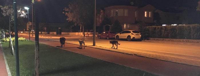 can dostlar köpek parkı is one of Posti che sono piaciuti a Pervin.