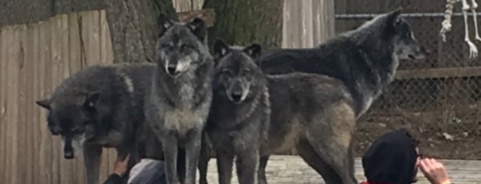 Wolf Creek Habitat is one of Summer Bucket List.