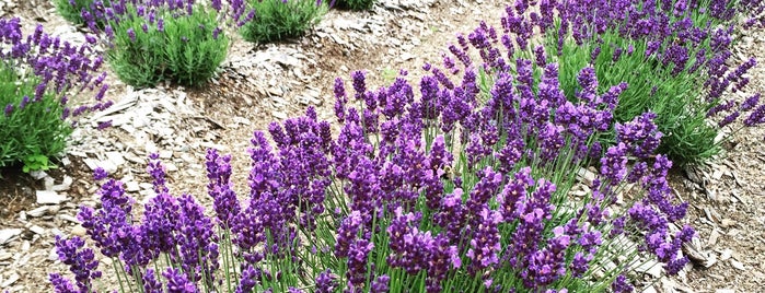 Lavender Pond Farm is one of Things to do.