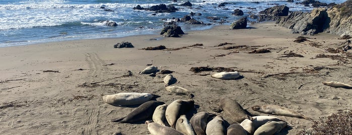 Elephant Seal Beach is one of California Roadtrip.