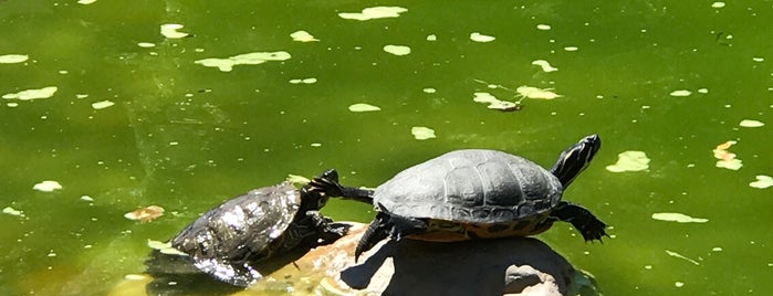 VMware Turtle Pond is one of Tempat yang Disukai Greg.