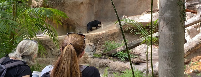 Sun Bear Exhibit is one of San Diego Zoo.