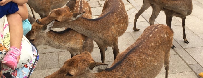 奈良公園 is one of Nara.