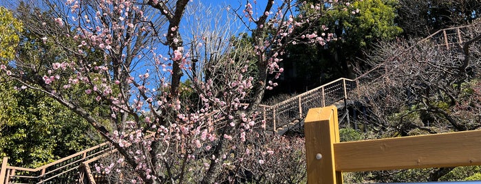 Ikegami Baien Plum Tree Garden is one of 公園.